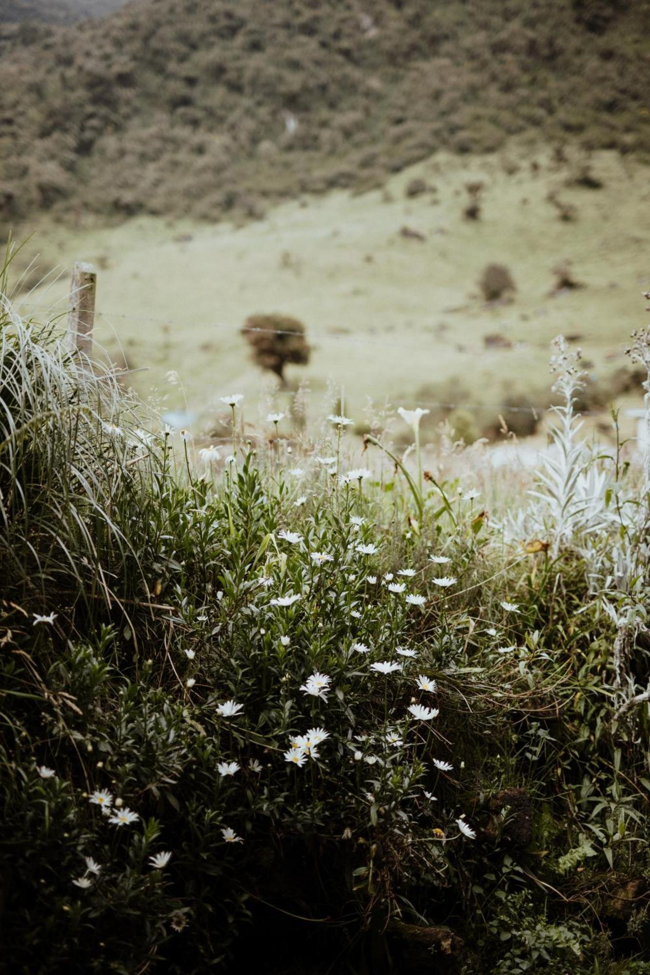 Lodge Mamallacta Paramo *